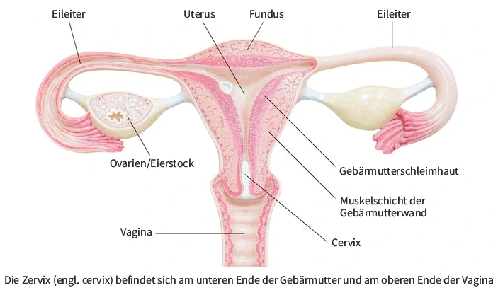 Zervox bzw. Cervix